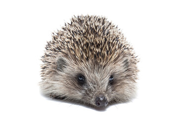 Hedgehog isolate on white background.