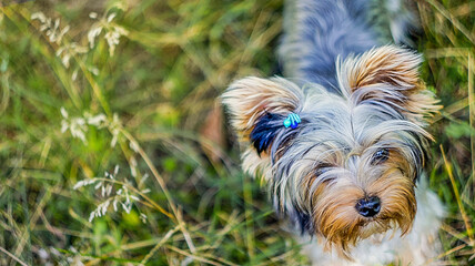 Yorkshire terrier cute little puppy standing in the beautiful garden. Yorkshire Terrier on a background of green grass