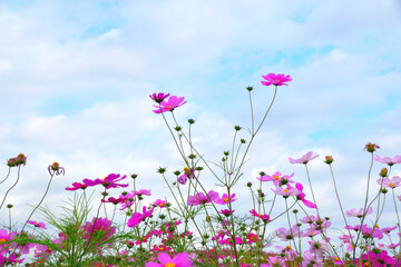 秋桜/コスモス/花