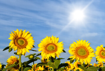 Beautiful summer day over sunflowers field