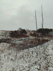 landscape on a snowy hilly area among bare trees and bushes