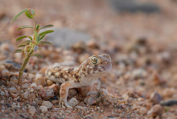 Koch's barking gecko - Ptenopus kochi, beautiful lizard from desert endemic in Namibia.