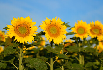 Beautiful summer day over sunflowers field