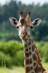 Piqueboeuf à bec rouge, Red billed Oxpecker, Buphagus erythrorhynchus, Girafe, Giraffa Camelopardalis, E Parc national Kruger, Afrique du Sud