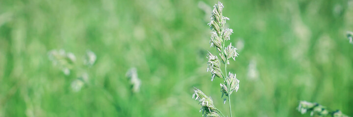 Close-up of wild grass, Poa annua, blooming on a rural background. Poa andina. Poa supina. Web banner for your design. Space for text.