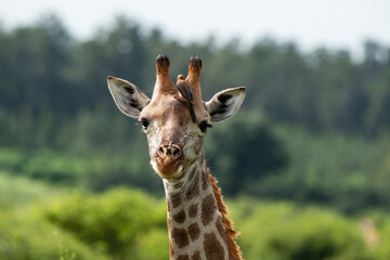 Obraz premium Piqueboeuf à bec rouge, Red billed Oxpecker, Buphagus erythrorhynchus, Girafe, Giraffa Camelopardalis, E Parc national Kruger, Afrique du Sud