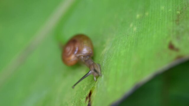 Land Snail, Sarika Snail; on a wide leaf moving towards the camera as seen in the morning in the jungle in Thailand.