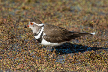 Gravelot à triple collier,.Charadrius tricollaris, Three banded Plover
