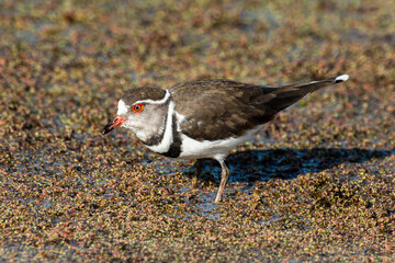 Gravelot à triple collier,.Charadrius tricollaris, Three banded Plover