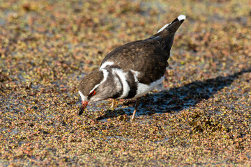 Gravelot à triple collier,.Charadrius tricollaris, Three banded Plover