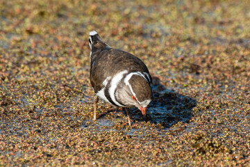 Gravelot à triple collier,.Charadrius tricollaris, Three banded Plover