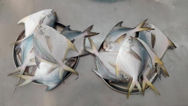 Indian Pompano Fishes In Siver Basin Displayed For Sale At Seafood Market In India. - Close Up Shot