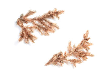 rose golden Christmas fir branches isolated on white background