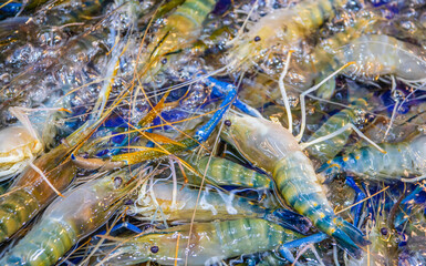 seafood from Naklua Thailand Asia