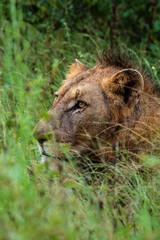 lion, mâle, Panthera leo, Afrique