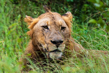 lion, mâle, Panthera leo, Afrique