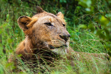lion, mâle, Panthera leo, Afrique