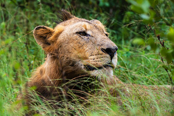 lion, mâle, Panthera leo, Afrique