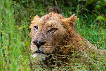 lion, mâle, Panthera leo, Afrique