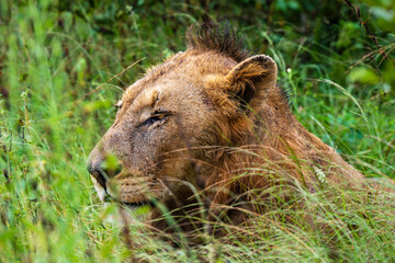 lion, mâle, Panthera leo, Afrique