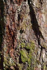 Close up of tree trunk.