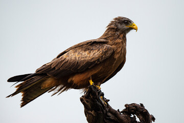 Milan noir, .Milvus migrans, Black Kite
