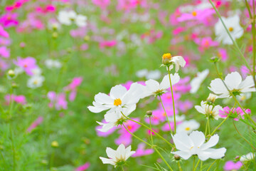 秋桜/コスモス/花