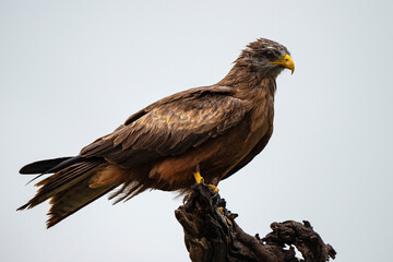 Milan noir, .Milvus migrans, Black Kite