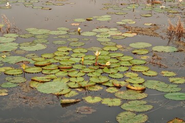 Lotus in the pond