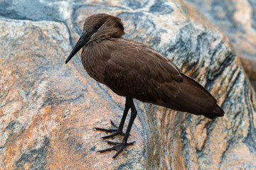 Ombrette africaine,. Scopus umbretta, Hamerkop