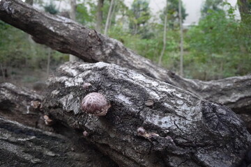 Fototapeta na wymiar 原木から生えるしいたけ　Shiitake mushrooms growing from logs