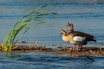 Ouette d'Égypte,.Alopochen aegyptiaca, Egyptian Goose, Parc national Kruger, Afrique du Sud