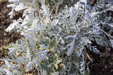 Beautiful green white and silver curved leaves Jacobaea maritima Silver Ragwort