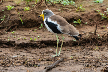 Vanneau du Sénégal,.Vanellus senegallus, African Wattled Lapwing, Afrique du Sud