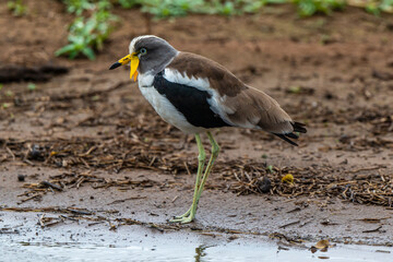 Vanneau du Sénégal,.Vanellus senegallus, African Wattled Lapwing, Afrique du Sud