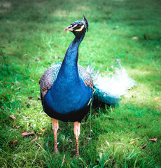 Obraz premium peacock in the grass