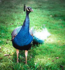 Fototapeta premium peacock in the park