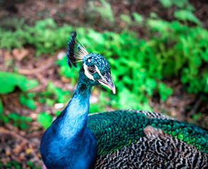 Obraz premium peacock with feathers