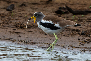 Vanneau du Sénégal,.Vanellus senegallus, African Wattled Lapwing, Afrique du Sud