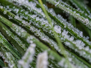 frost on leaf