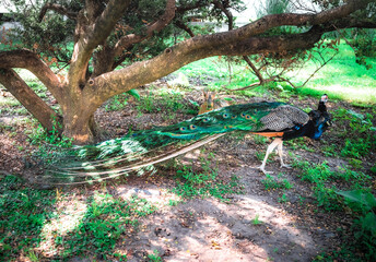 peacock in the woods