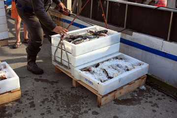 Fischer entladen Ihre Fischkisten und bedecken sie mit Eis. Solvesborg, Schweden, Europa  -- ...