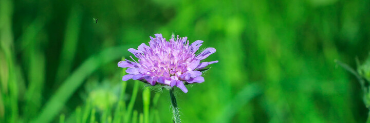 Close up of Field Scabious, Knautia Arvensis. Purple flower on a bright green nature background. Best floral picture for covers, banners, posters and projects.