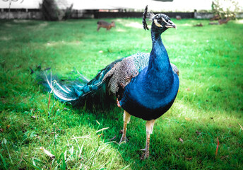 Obraz premium peacock in the grass