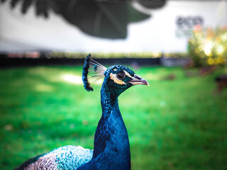 Fototapeta premium peacock with feathers