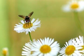 bee, insect, flower, macro, nature, honey, yellow, pollen, fly, animal, summer, bumblebee, garden, spring, close-up, green, close-up, wild, pollination, flowers, nectar, bees, dandelion, bug, white, m