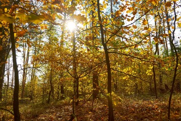 forest, nature, landscape, green, summer, outdoors, sky, tree, blue, grass, trees, park, beautiful, pine, background, travel, evening, sun, environment, green plant, background, natural, season, snow,