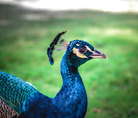 close up of peacock