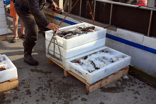 Fischer entladen Ihre Fischkisten und bedecken sie mit Eis. Solvesborg, Schweden, Europa  --  
Fishermen unload their fish boxes and cover them with ice. Solvesborg, Sweden, Europe