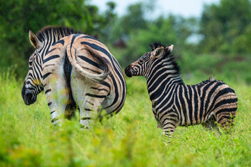 Zèbre de Burchell,.Equus quagga burchelli, Parc national Kruger, Afrique du Sud